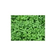thumbnail image 2 of Biologic 1108413 1 Acre 8 lbs Non-Typical Clover Plants, 2 of 4