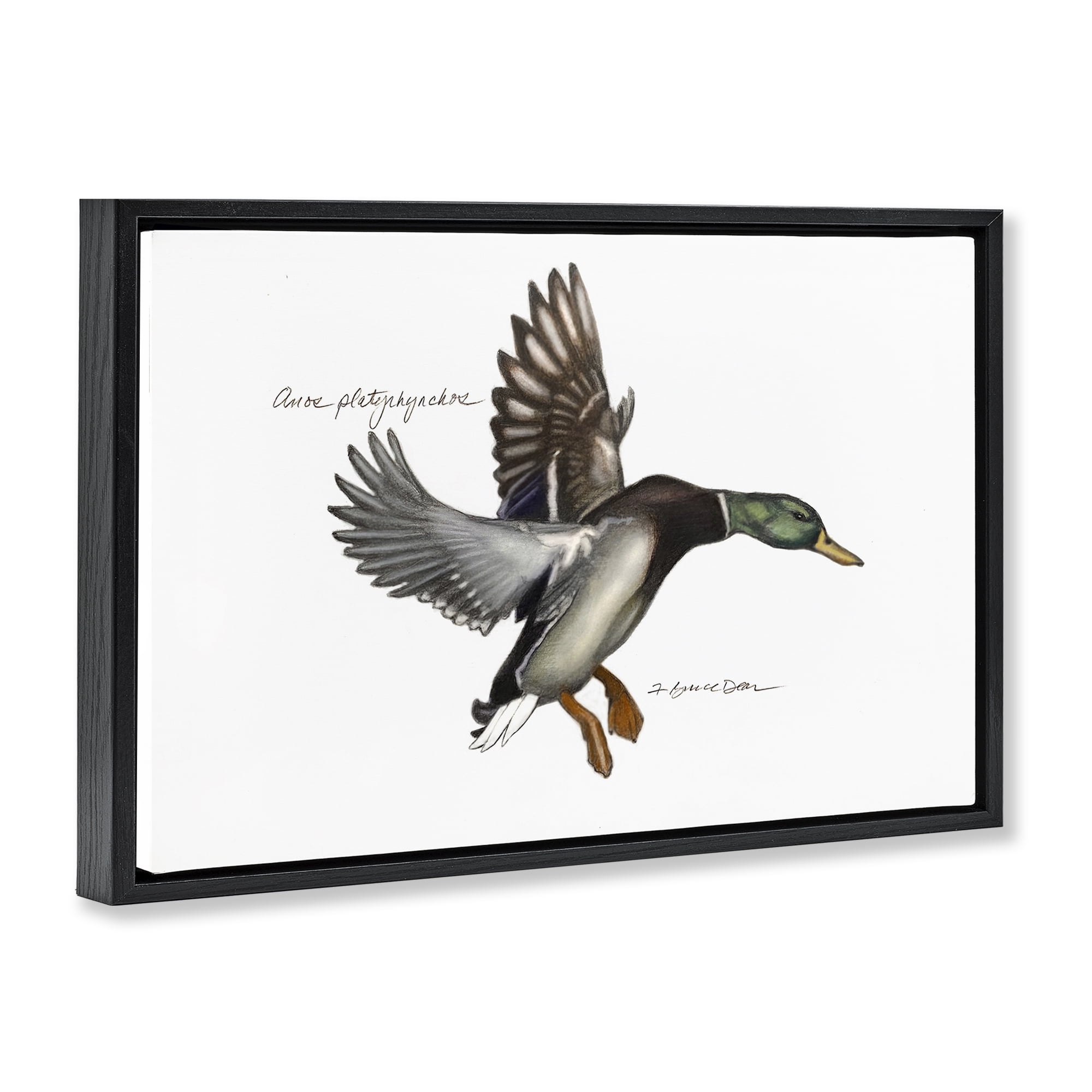Stupell Industries Flying Mallard Duck Animals & Insects Painting Black Floater Framed Canvas Art Print Wall Art, 25 x 17