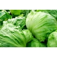 thumbnail image 2 of 3000 *SEEDS - Iceberg Lettuce - Lactuca Sativa Vegetable Seeds, 2 of 11
