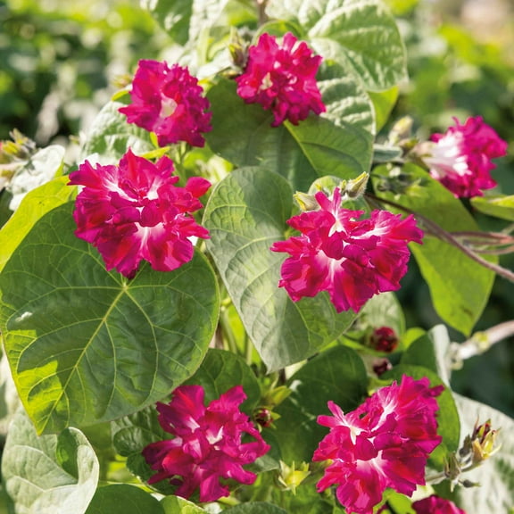 Eden Brothers Morning Glory Seeds - Japanese Ruffled, Non-GMO Seeds for Planting, Packet | Low-Maintenance Flower Seeds, Plant During Spring, Zones 1, 2, 3, 4, 5, 6, 7, 8, 9, 10