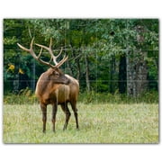 Picture-Tiles.com: Deer Ceramic Tile Wall Mural WAL500433-54L. 40"W x 32"H using (20) 8" x 8" Ceramic Tiles-Satin Finish