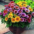 thumbnail image 3 of GSDWIUEW Treasure Flower Mix Seeds African Daisy Gazania Perennial Flowers for Planting 30 Seeds, 3 of 8
