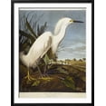 thumbnail image 2 of Snowy Heron or White Egret  Snowy Egret, Animals Framed Art Print Wall Art by John James Audubon Sold by Art.Com, 2 of 6