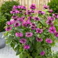 thumbnail image 2 of 1 Gal. Pot, Bee Mine Lavender Flowering Bee Balm Perennial Plant - 1 plant per offer, 2 of 5