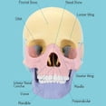 thumbnail image 3 of Anatomy Skull Model, Human Anatomy Skull Puzzle, Detachable Mini Human Skull Model, Clinic Teaching, 3 of 6