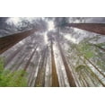 thumbnail image 2 of Jones, Adam 24x17 Black Ornate Wood Framed with Double Matting Museum Art Print Titled - Fisheye view skyward in redwood forest-Redwood National Park-Tree-Redwood, 2 of 4