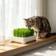 thumbnail image 1 of Maceta hidropónica para hierba de gato: kit de cultivo de hierba de trigo sin tierra para gatos de interior, snack saludable para el control de bolas de pelo, pequeño recipiente para el alféizar de l, 1 of 6