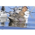 thumbnail image 4 of Avery/GHG GHG Pro-Grade XD Series Pintail Harvester Duck Decoys, 6 Pack, 4 of 5