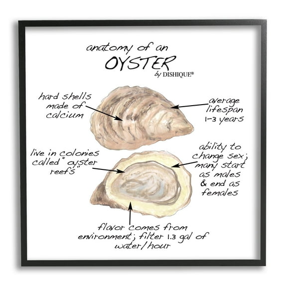 Stupell Industries Oyster Marine Life Anatomy Facts Educational Diagram Graphic Art Black Framed Art Print Wall Art, Design by Dishique
