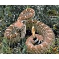 thumbnail image 4 of TurtleSkin Armor Guêtres de Serpent Kaki, Régulier, 4 of 4