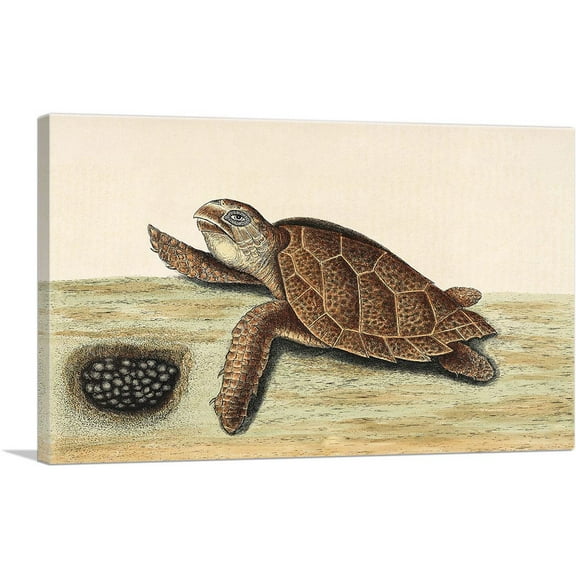 ARTCANVAS Hawksbill Turtle 1743 Canvas Art Print by Mark Catesby - Size: 26" x 18" (0.75" Deep)