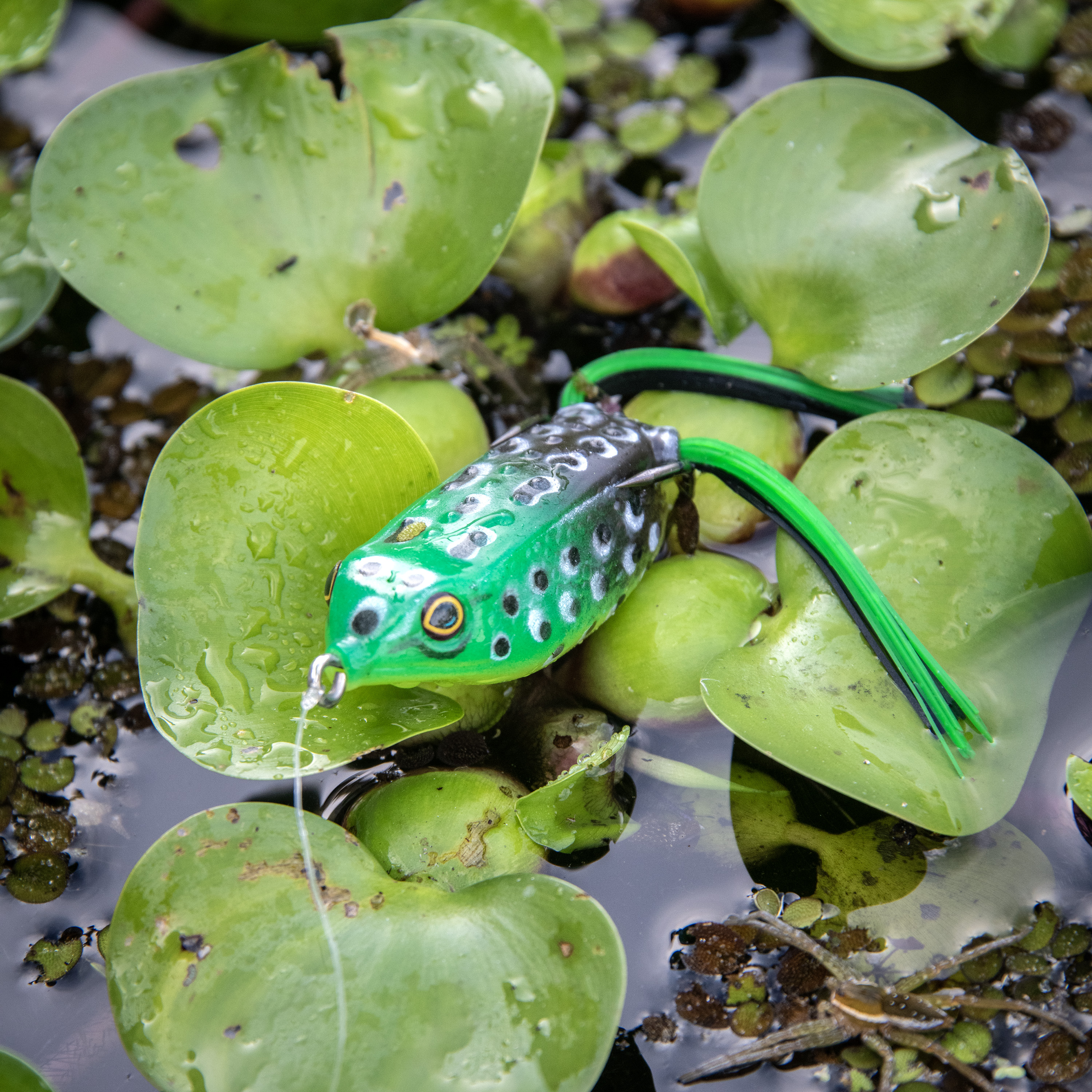 Señuelo de rana topwater de 2.5 pulgadas para pesca de lubina, rana toro 2