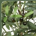 thumbnail image 7 of Laintene 7ft Artificial Olive Tree – Realistic Faux Olive Tree with 1872 Leaves & Black Pot, Indoor Greenery for Living Room, Office, or Home Decor, Easy Assembly, 7 of 7