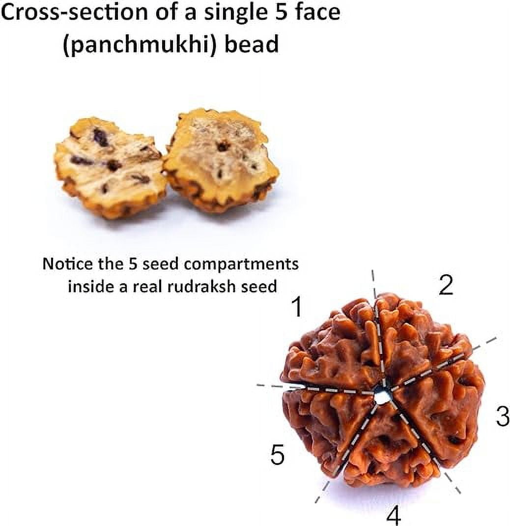 Wonder Care - Original Nepali Rudraksha Bead/Rudraksha Bead Natural Rudra Religious Rosary Bead