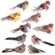 thumbnail image 1 of 10 Pcs Artificial Birds Simulated Bird Models Fake Bird Decorations Easter Figures with Clips Craft Birds Photography Props, 1 of 4