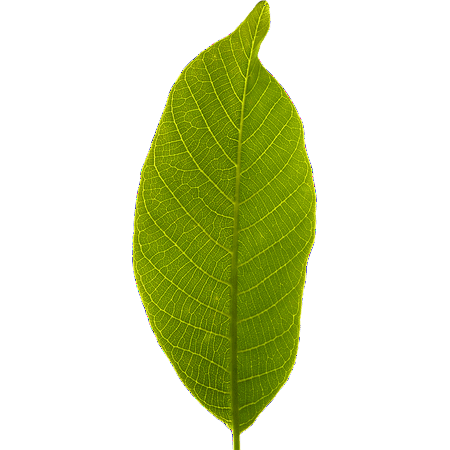 Framed Art For Your Wall Green Leaf Cropped Transparent Background Leaf ...