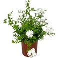thumbnail image 2 of Gumpo White Miniature Dwarf Azalea – Live Evergreen Flowering Shrub with White Blooms, 1 Gallon Potted, Single Plant, 2 of 6
