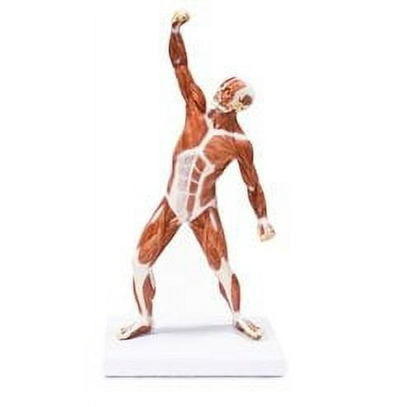 Vision Scientific Muscular Figure - 50cm Model
