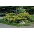 thumbnail image 6 of Old Gold Juniper - 30 Live Plants - Juniperus Chinensis - Drought Tolerant Cold Hardy Evergreen Ground Cover, 6 of 9