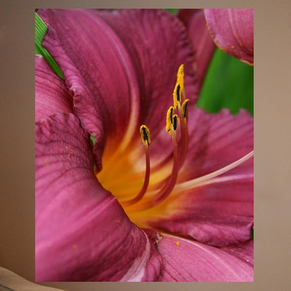 Wallhogs Batie The Lily Poster Wall Mural