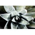 thumbnail image 2 of Orlov, Irena 32x23 Black Ornate Wood Framed with Double Matting Museum Art Print Titled - California Succulent, 2 of 4