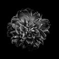 thumbnail image 2 of Carson, Brian 20x20 White Modern Wood Framed Museum Art Print Titled - Black And White Camelia IV, 2 of 4