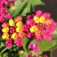 thumbnail image 2 of American Plant Exchange Lantana Confetti in 6" Pot, Full Sun, Drought Tolerant, Vibrant Cluster Flowers, 2 of 7
