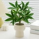 thumbnail image 5 of Decoración Verde Simulada, Pequeñas Plantas En Macetas, Decoración para Sala de Estar, Plantas Verdes Eternas, Flores Falsas, Bonsáis de Interior., 5 of 6