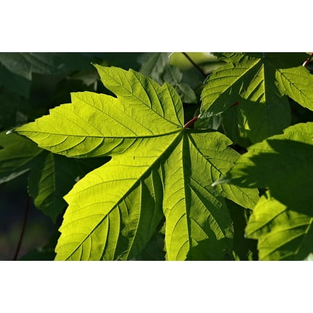 Green Clone - Framed Art for Your Wall Nature Green Foliage Clone Spring Tree Garden 10x13 Frame