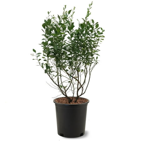 Expert Gardener 2-3 ft tall Austin Rabbiteye Blueberry Live Shrub in 5-Gallon Grower Pot