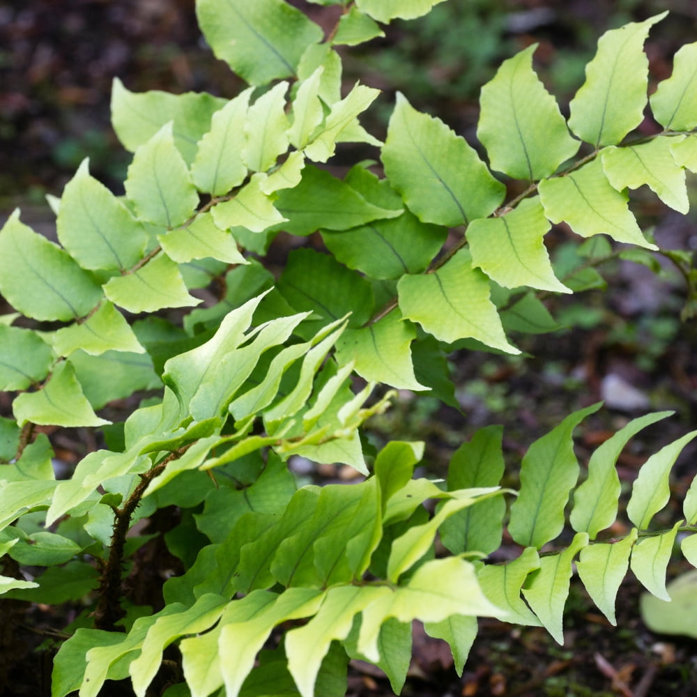Altman Plants 1Gal Holly Fern Live Plant with Grower Pot