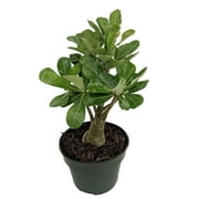 Arabic Desert Rose - Adenium - 6" Pot - Easy House Plant