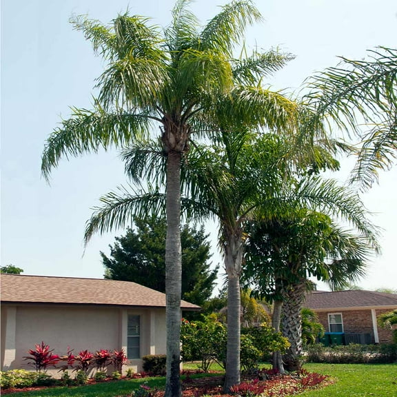 Brighter Blooms - Queen Palm, 3-4 ft. - No Shipping to AK, AZ, CA, HI, TX