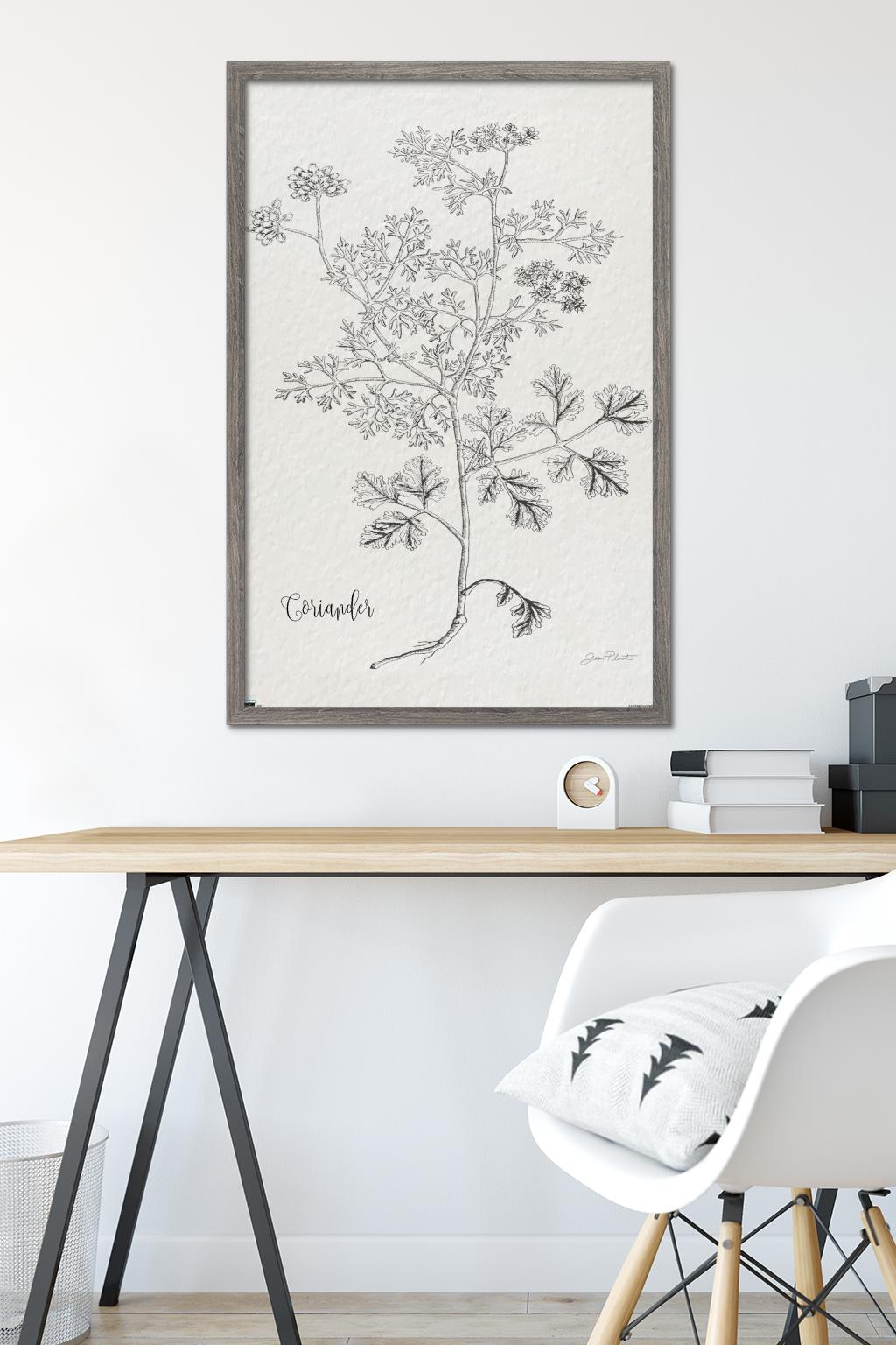 Jean Plout - Botanical Studies on Paper Coriander Wall Poster, 22.375" x 34" Framed