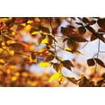 thumbnail image 2 of Hausenflock, Alan 14x11 Gold Ornate Wood Framed with Double Matting Museum Art Print Titled - Autumn Leaves III, 2 of 4