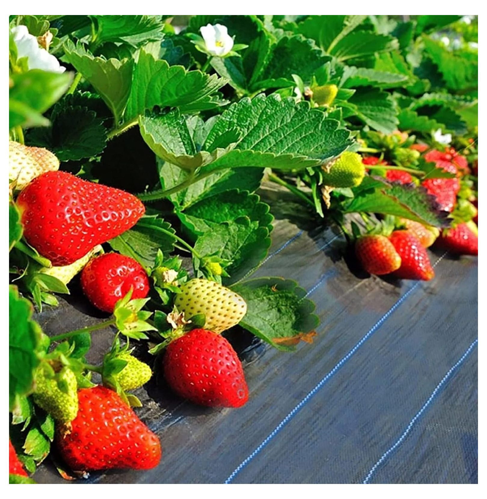 6 Ft x 50 Ft Landscape Fabric Weed Barrier Garden Mats Ground Cover