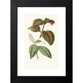 thumbnail image 2 of Edward Joseph Lowe 16x24 Black Modern Framed Museum Art Print Titled - Ranehemum Sanguinolentum (1867-1870), 2 of 5