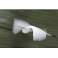 thumbnail image 2 of Morris, Arthur 14x11 Gold Ornate Wood Framed with Double Matting Museum Art Print Titled - Louisiana Abstract of great egret in flight, 2 of 4