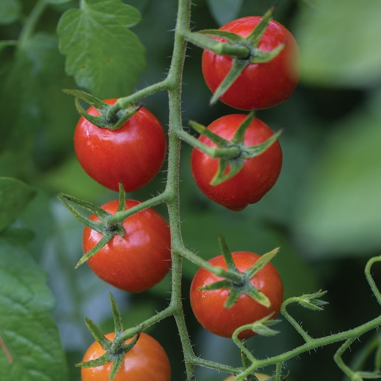 Burpee Cherry Baby Tomato Vegetable Seed, 1-pack - Walmart.com