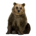 thumbnail image 2 of Brown Bear Wall Decal by Wallmonkeys Peel and Stick Graphic (36 in H x 34 in W) WM138673, 2 of 4