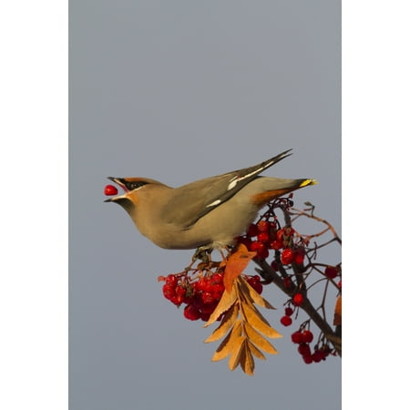 Bohemian Waxwing perches to eat in colorful Mountain Ash berries in winter in the Anchorage Alaska area of Southcentral Alaska Canvas Art - Doug Lindstrand Design Pics (24 x 36)