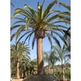 Canary Island Date Palm Live Plant in a 10 Inch Growers Pot Phoenix