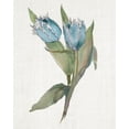 thumbnail image 2 of Troise Heidel, Theresa 26x32 Black Ornate Wood Framed with Double Matting Museum Art Print Titled - Blue Tulip Picks II, 2 of 4