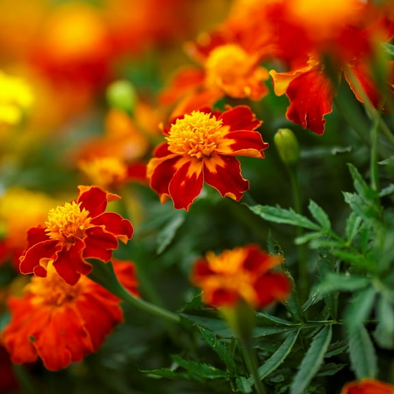 Eden Brothers French Marigold Seeds (Dwarf Double) - Orange Flame