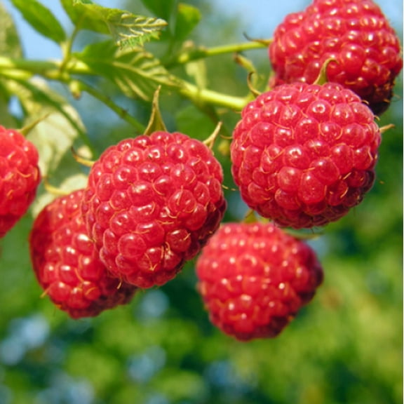 Set 2 Natahalla Thornless Raspberry Plants Live for Planting, Raspberry Bushes Plants Edible Berries Plants Live for Outdoor 4 to 6 Inch Tall - Dormant in Winter