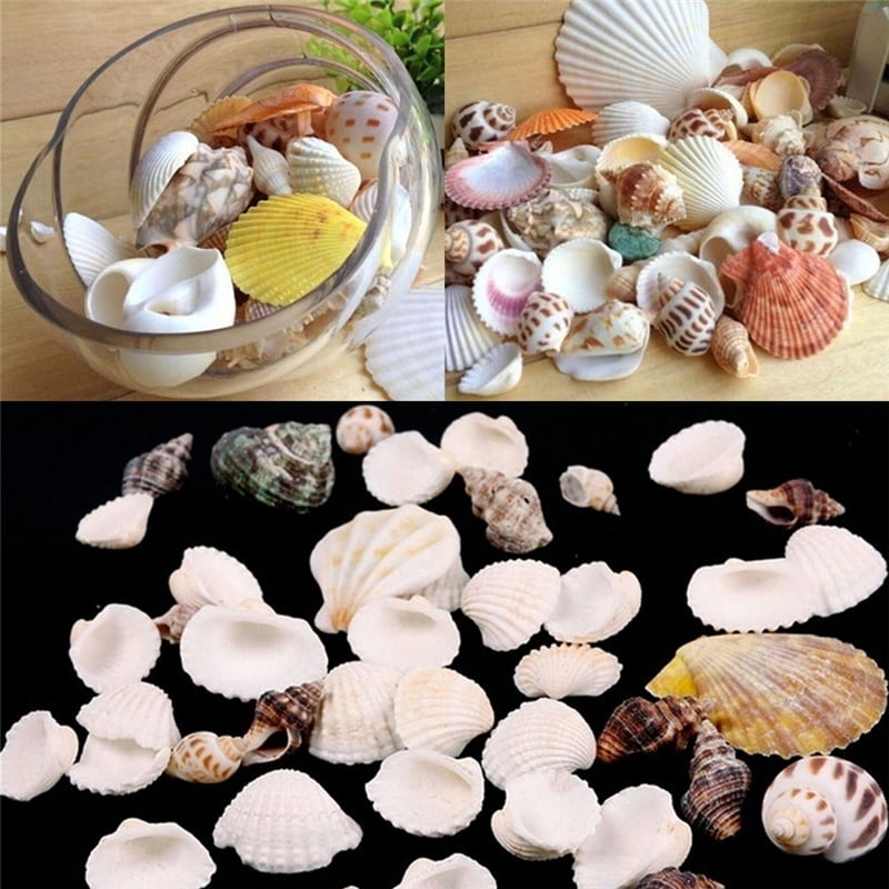 GN 100g Mixed Mix Sea Shells Shell Craft Seashells Aquarium Nautical Decor Show 