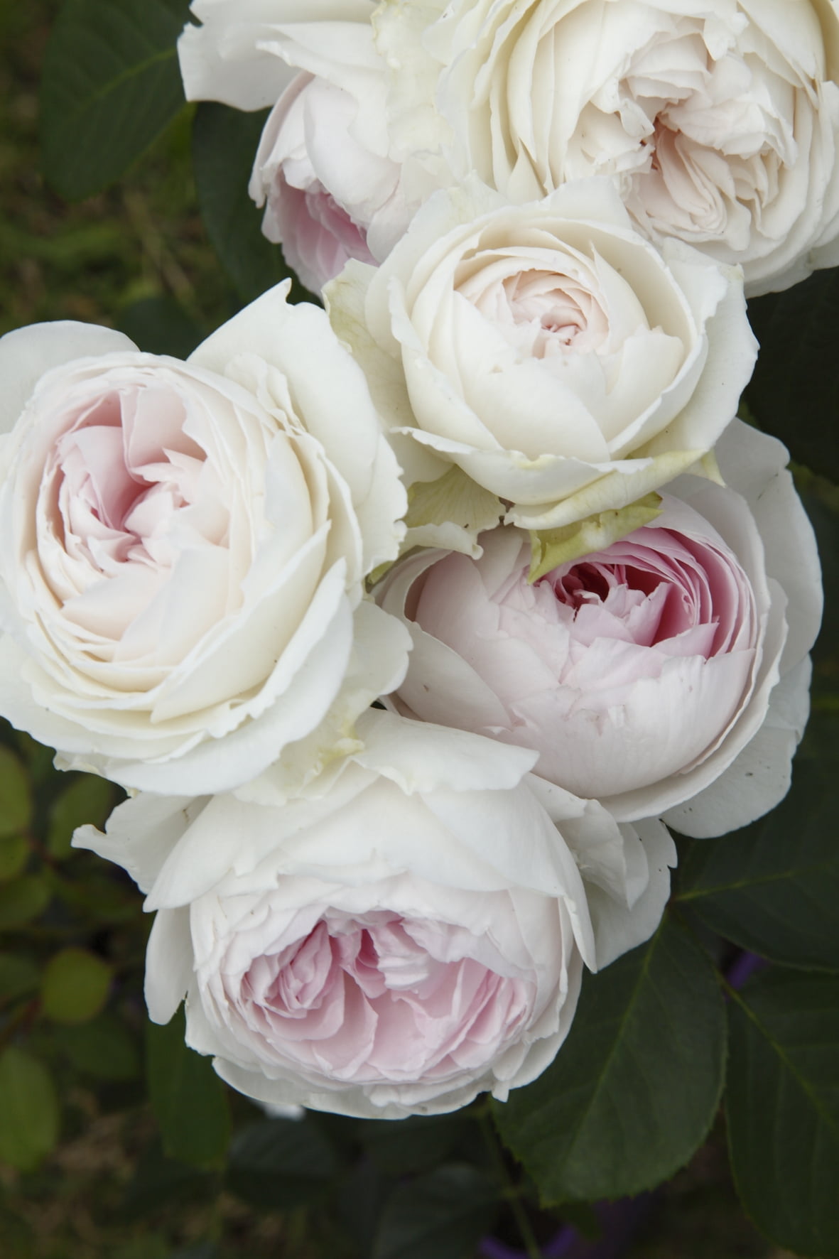 Bloomables Scentables™ Parfuma® Earth Angel™ Hybrid Tea Rose Pink Blooms Live Plant (2-Pack)