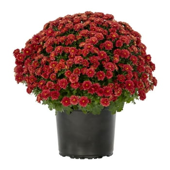 Expert Gardener Red Mum Live Plant in 3QT Grower Pot, Full Sun
