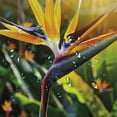 thumbnail image 5 of Orinice  Plant Shower Curtain, Close-up Image of Strelitzia Reginae Bird of Paradise Flower Madeira Island Portugal, Fabric Bathroom Decor Set with Hooks,  60x72, 5 of 7