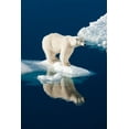 thumbnail image 5 of Polar Bear and Reflection, (12x18 Wrapped Canvas, Wall Decor, Artwork), 5 of 5
